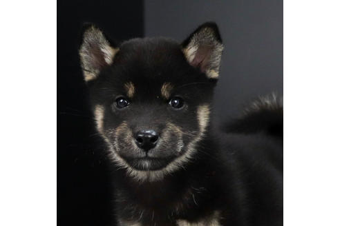 成約済の愛知県の柴犬-79972の1枚目